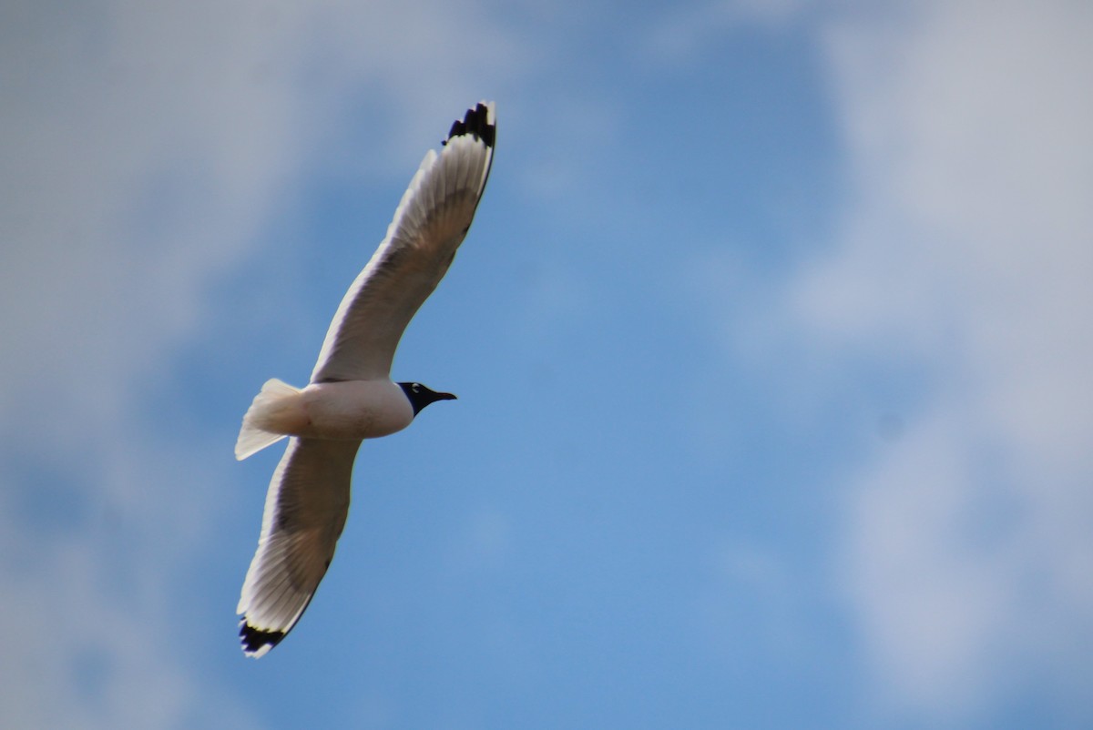 Franklin's Gull - Elaine Cassidy