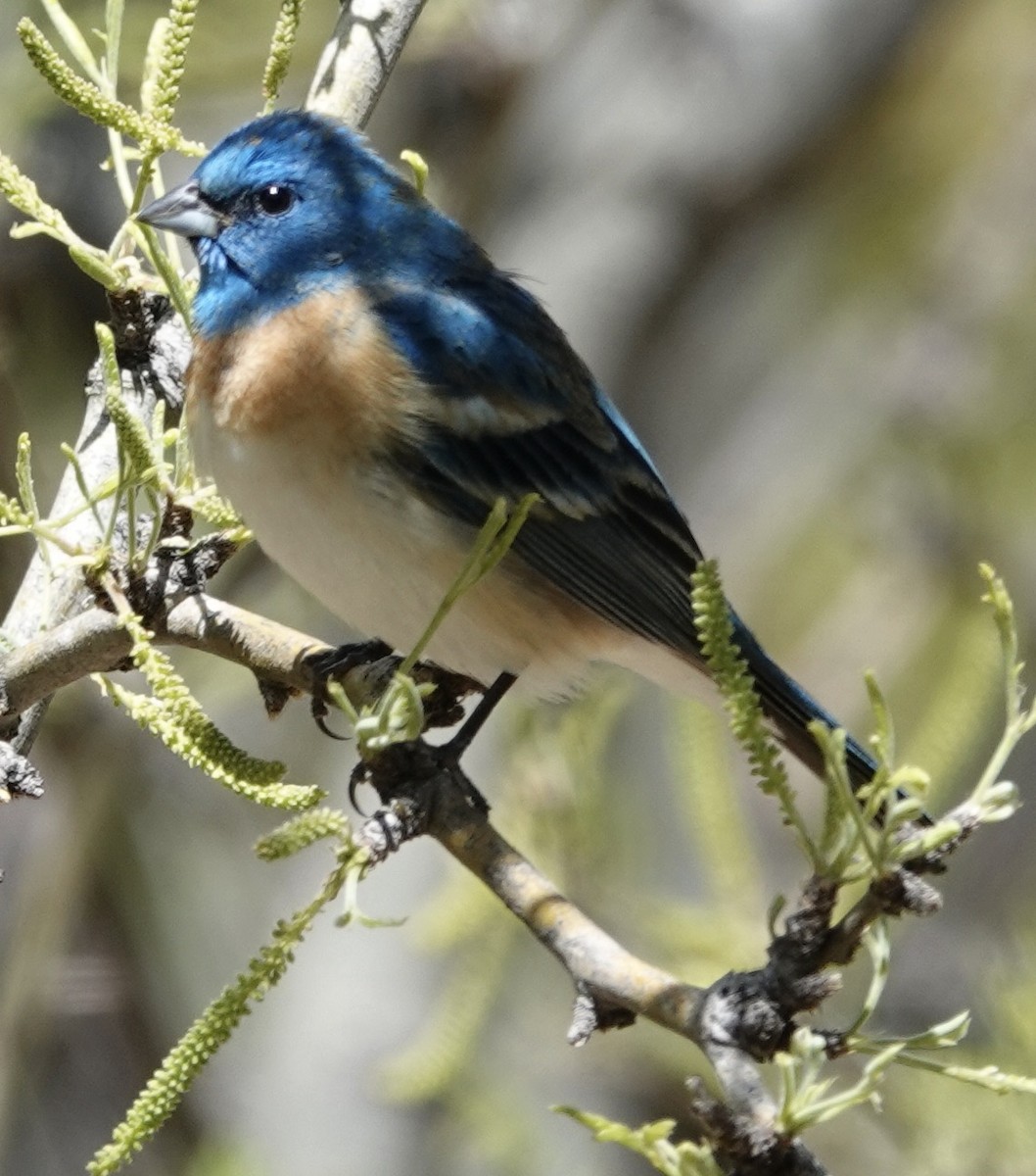 Lazuli Bunting - ML619320108