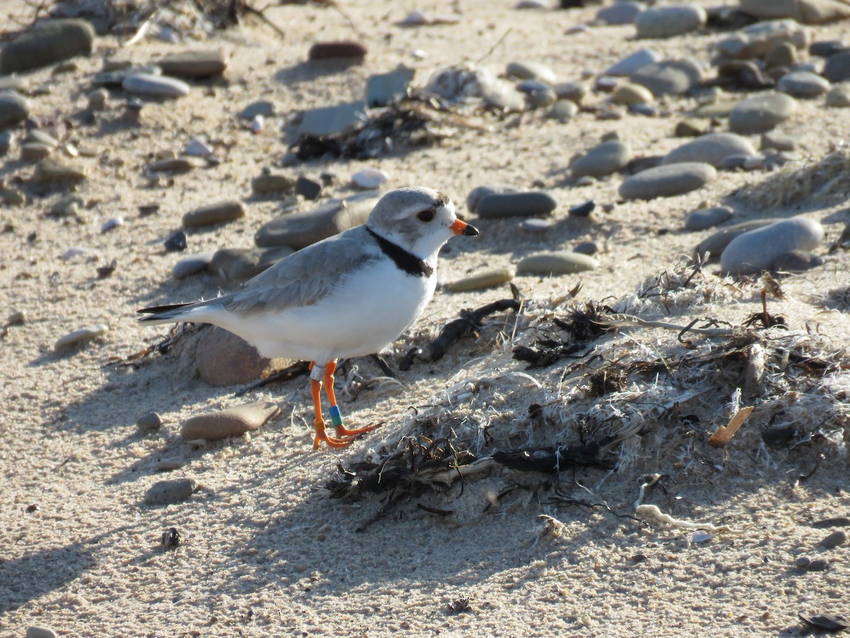 Piping Plover - Hannah Glass