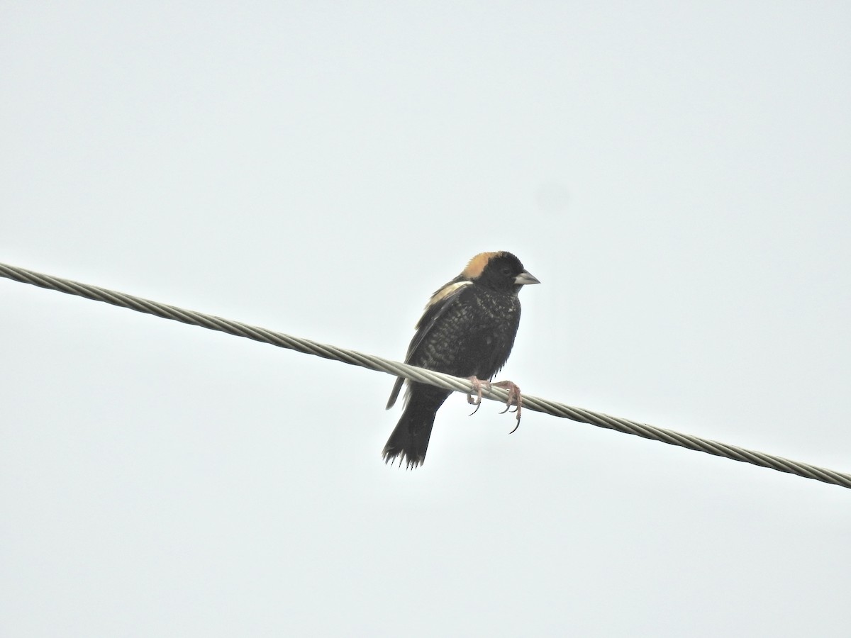 Bobolink - Seema Sheth