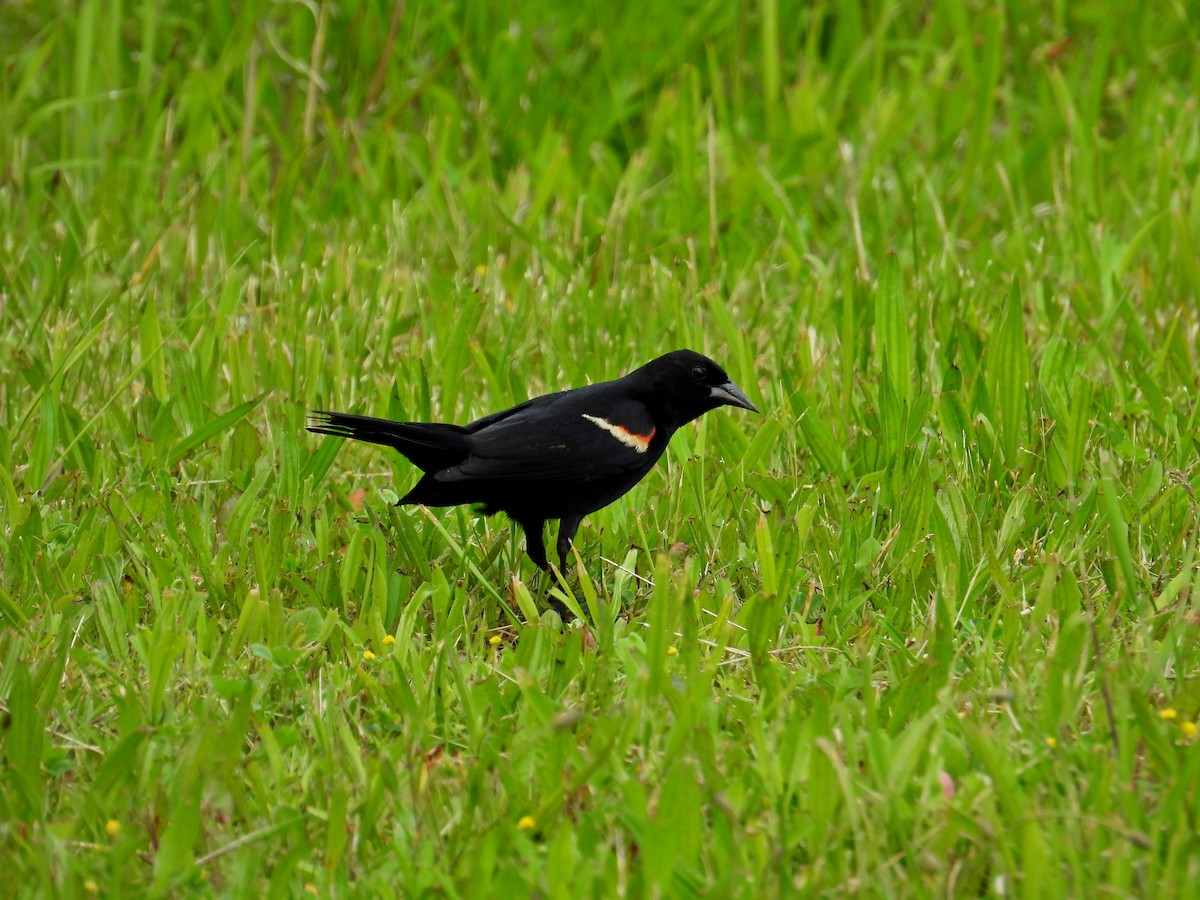 Red-winged Blackbird - Jason Kline