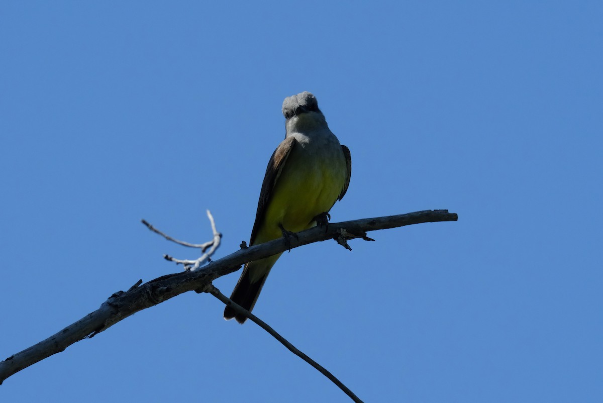 Western Kingbird - Klaus Bielefeldt