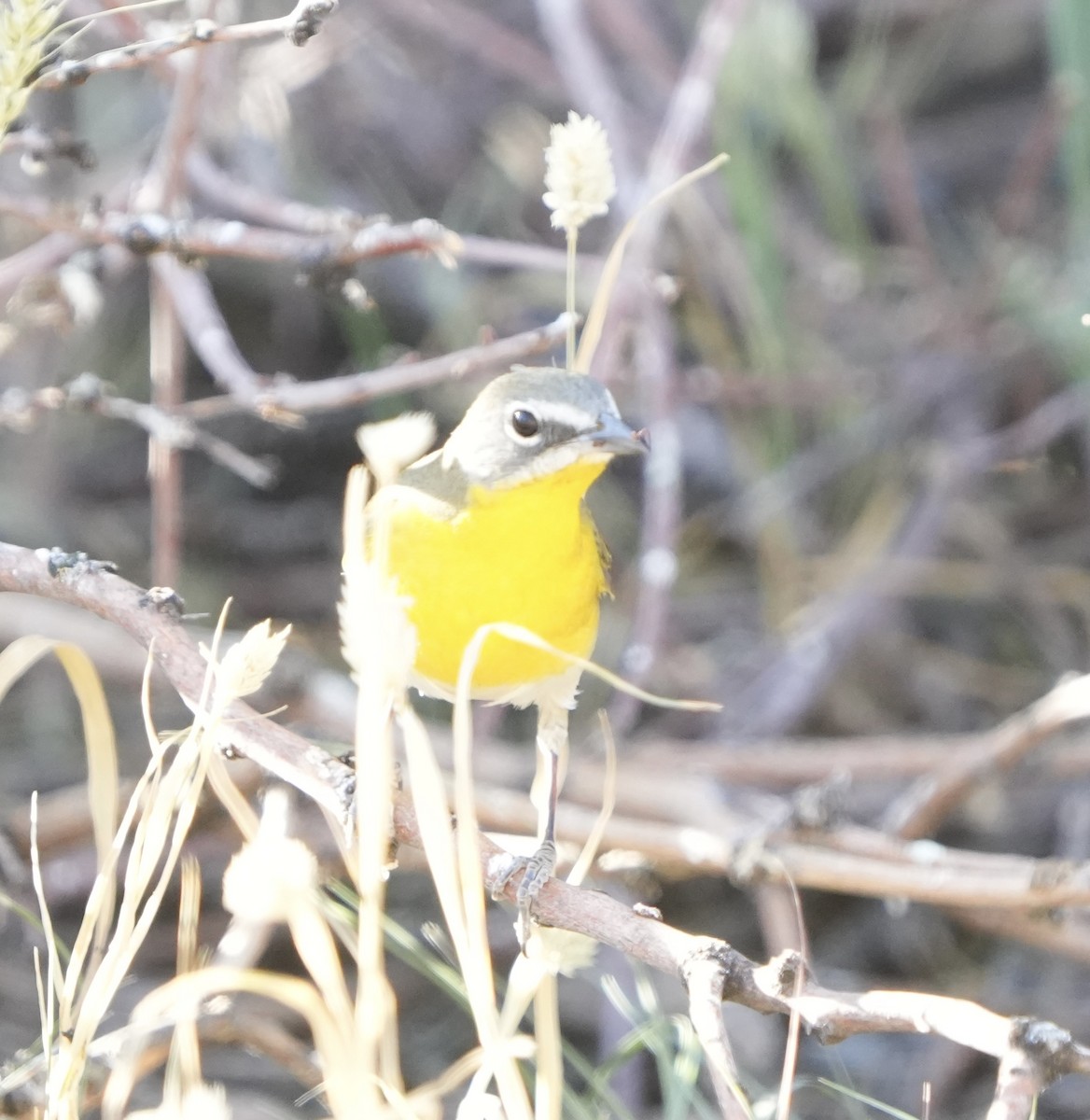 Yellow-breasted Chat - ML619320121