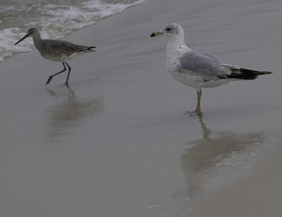 Ring-billed Gull - ML619320125