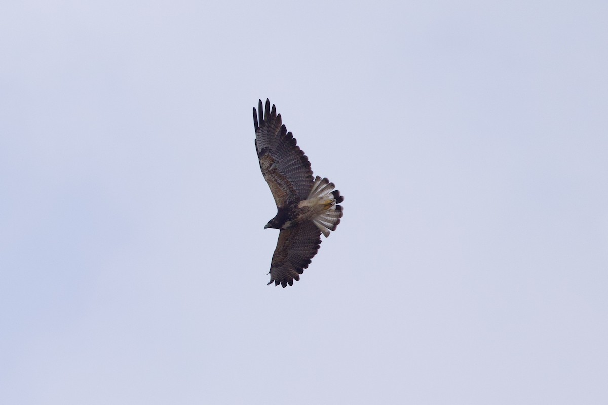 White-tailed Hawk - Michael St John