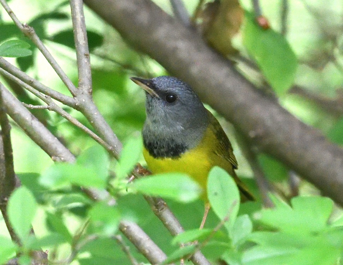 Mourning Warbler - Margaret Hough