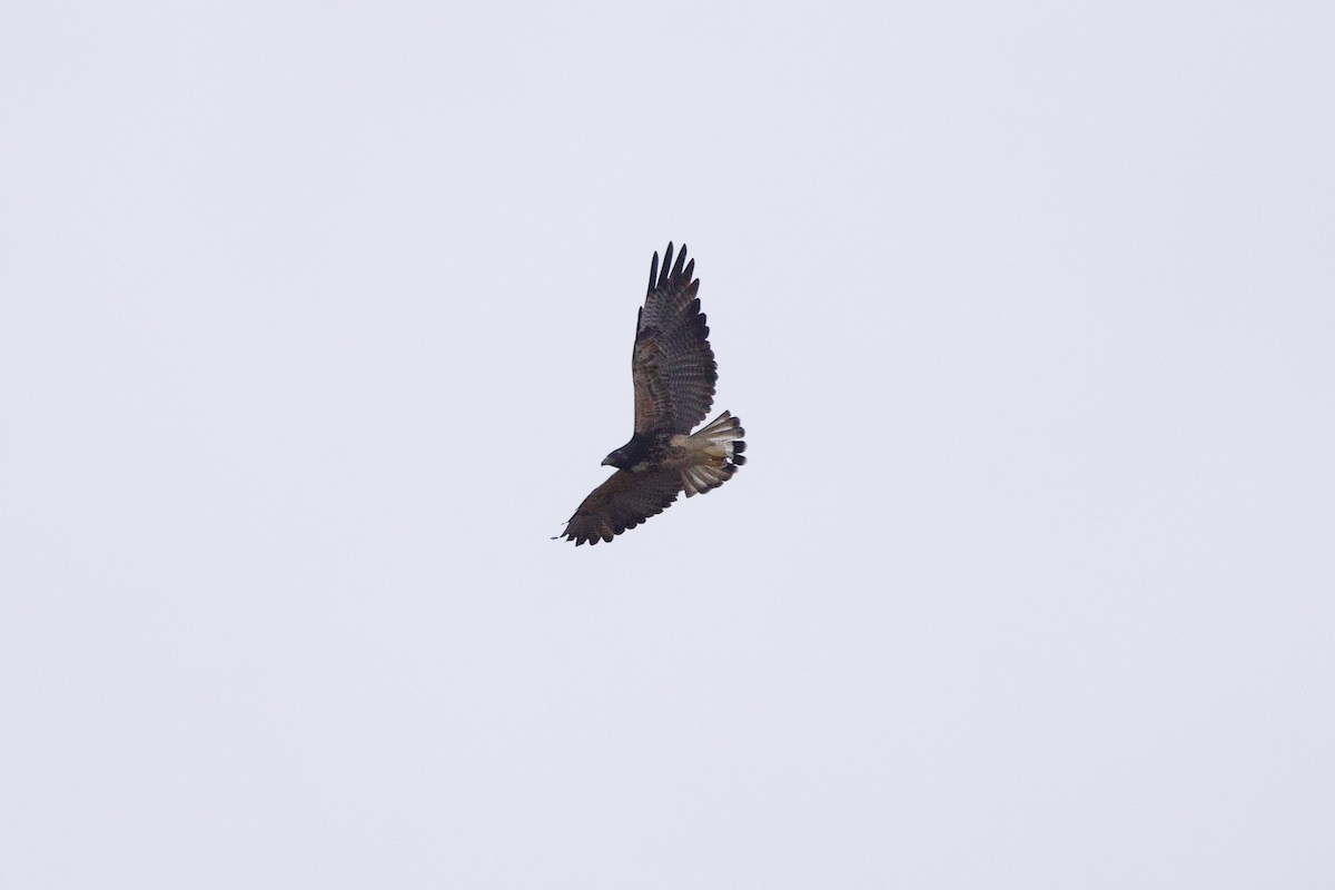 White-tailed Hawk - ML619320136