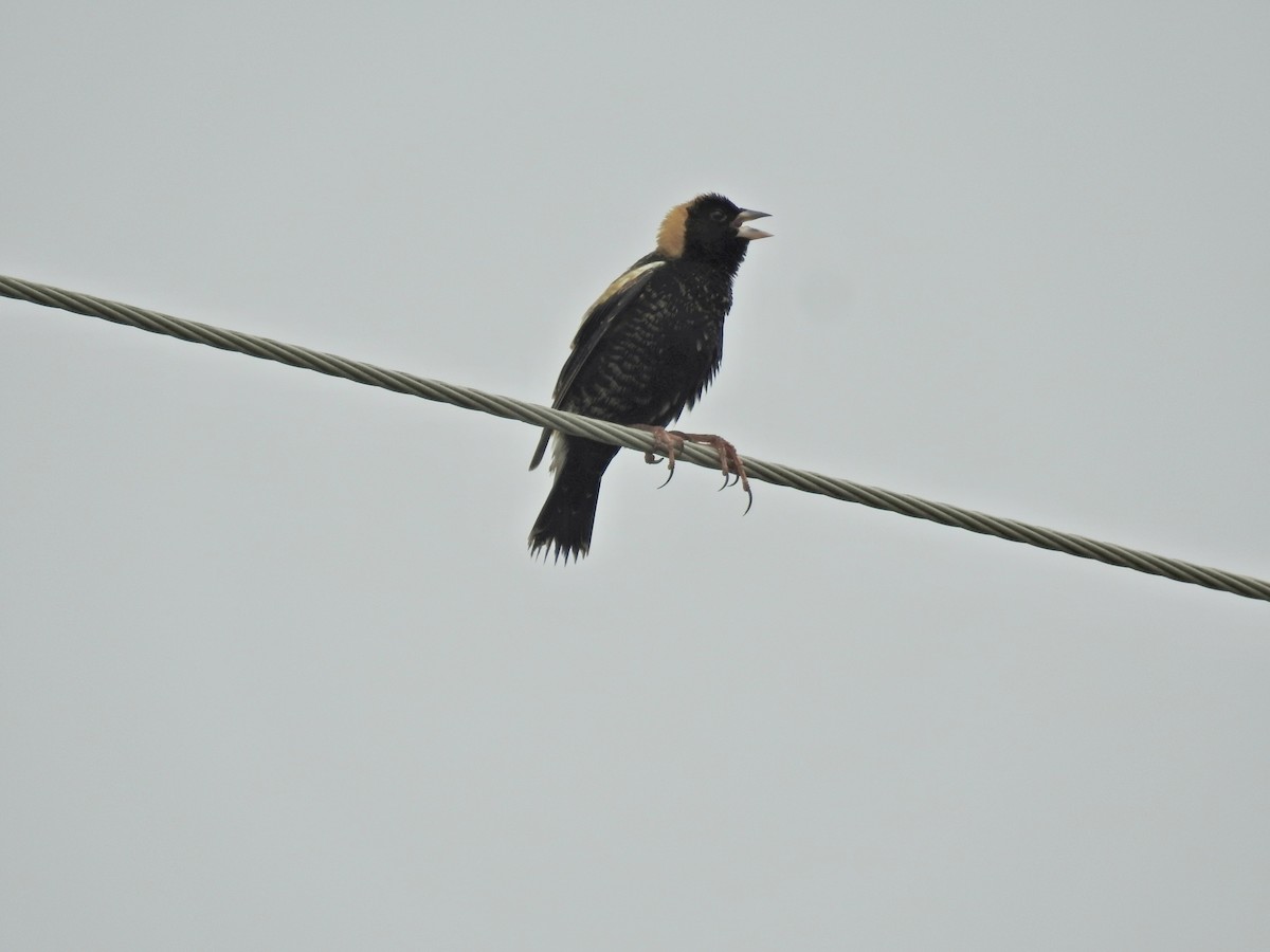 Bobolink - ML619320138