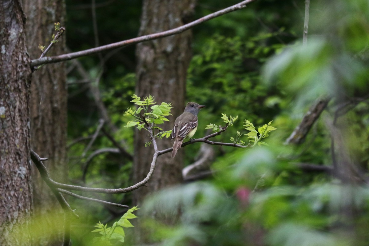 Great Crested Flycatcher - Michael Ingles