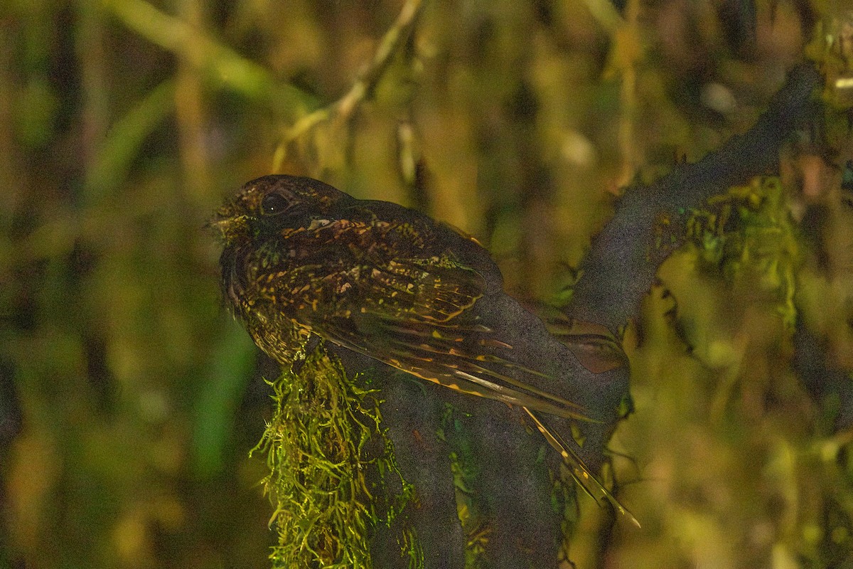 Lyre-tailed Nightjar - ML619320146