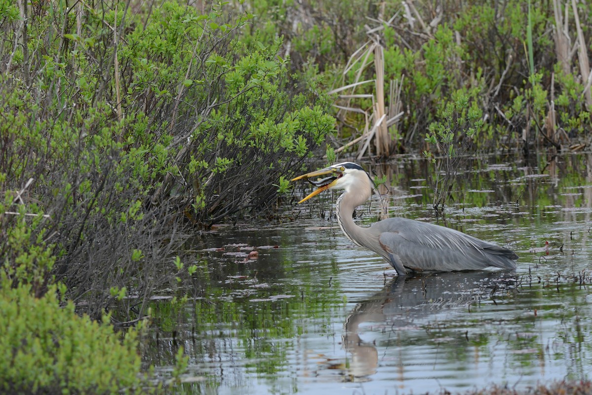 Great Blue Heron - Daniel Thibault