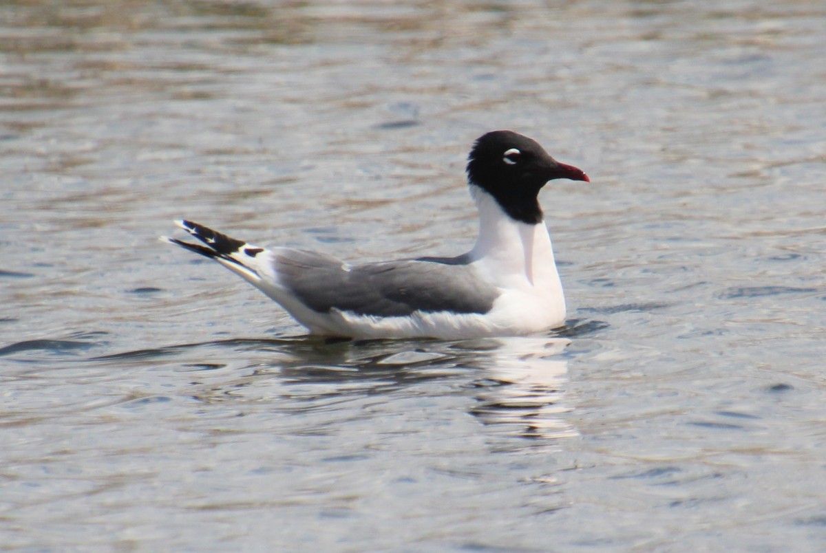 Mouette de Franklin - ML619320161