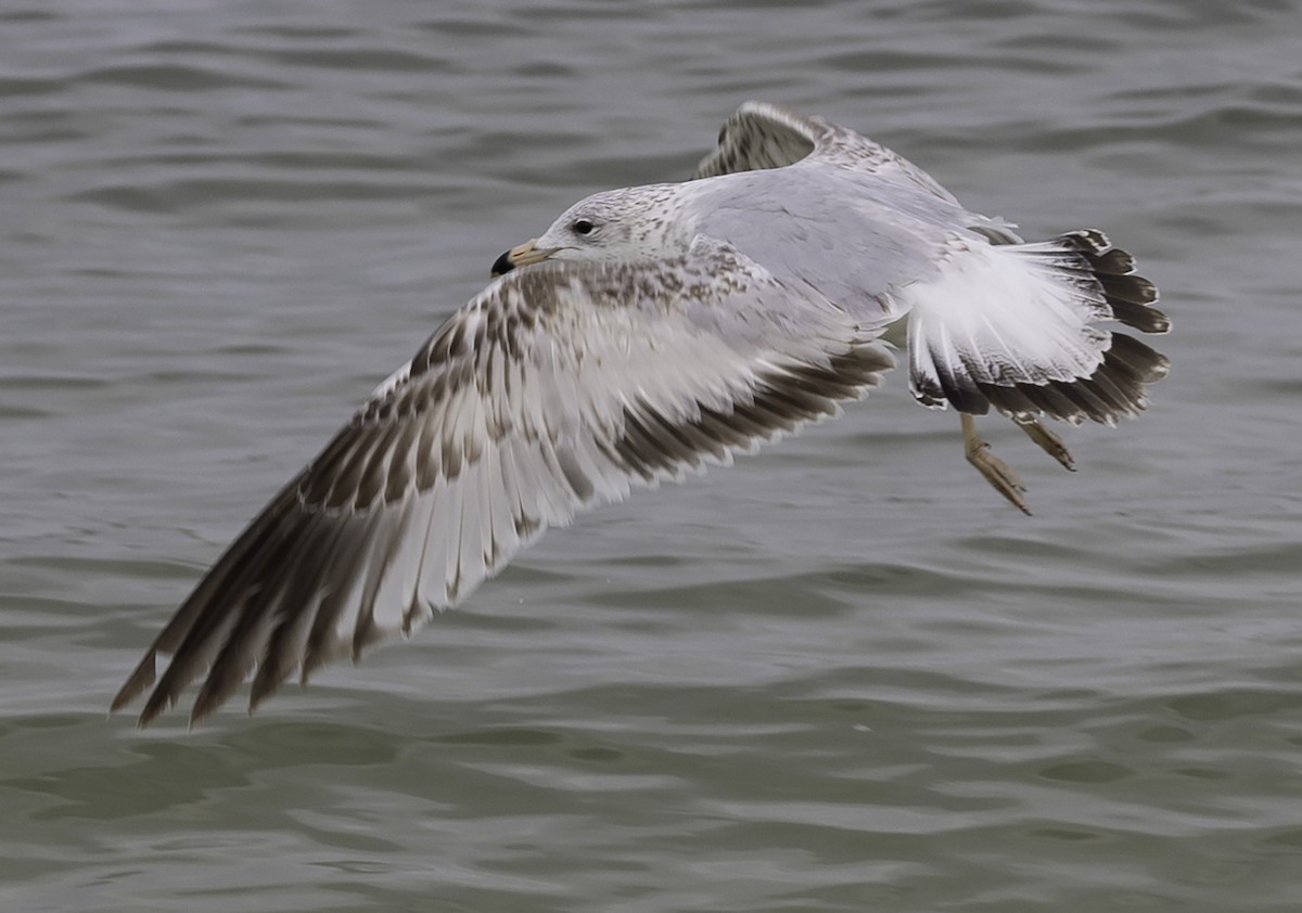 Ring-billed Gull - David Muth