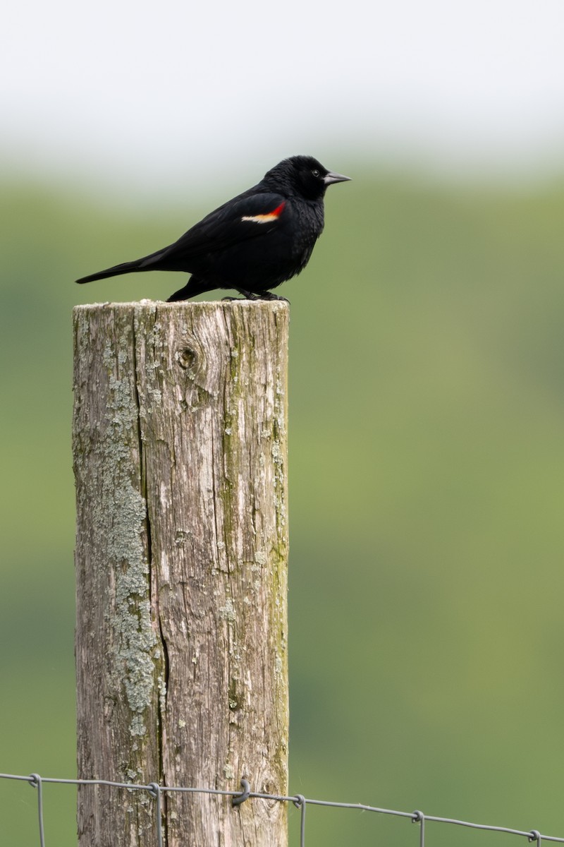 Red-winged Blackbird - Jon Erickson