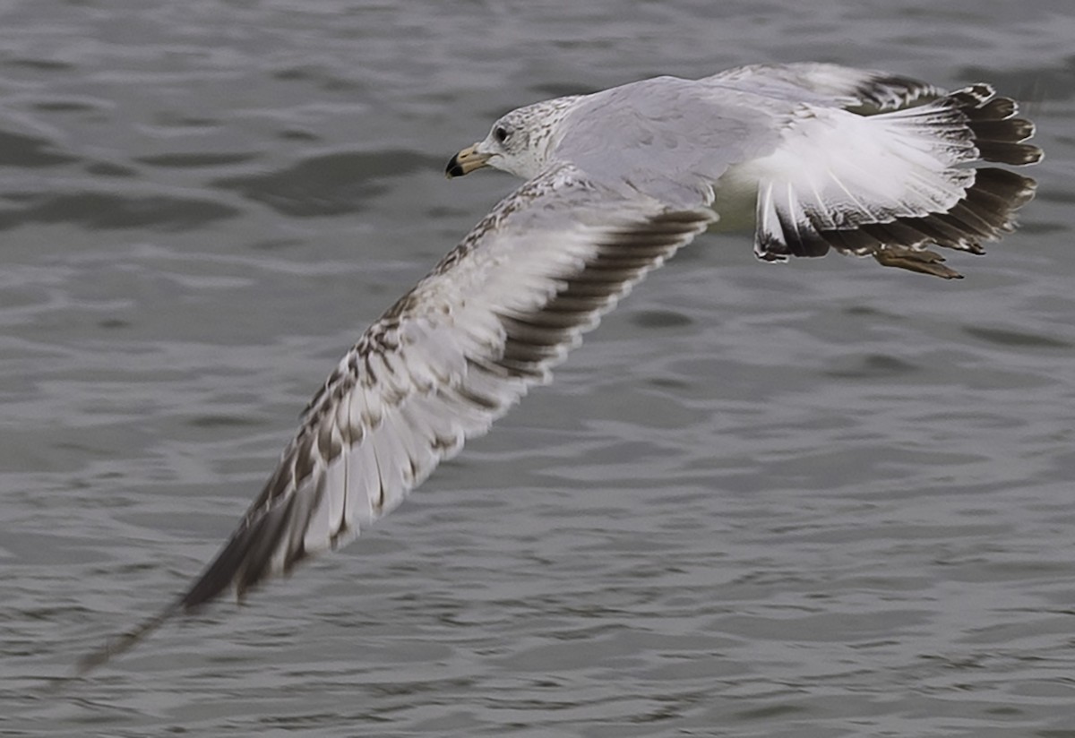 Ring-billed Gull - David Muth