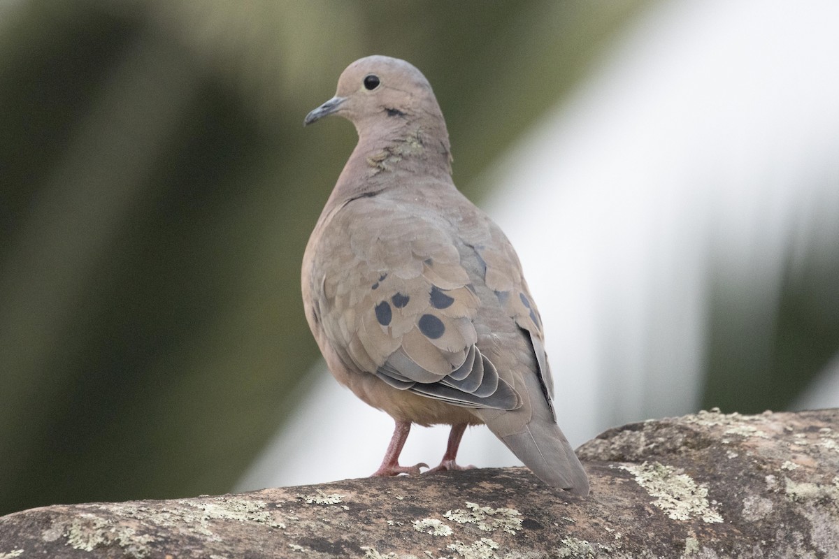 Eared Dove - dan davis