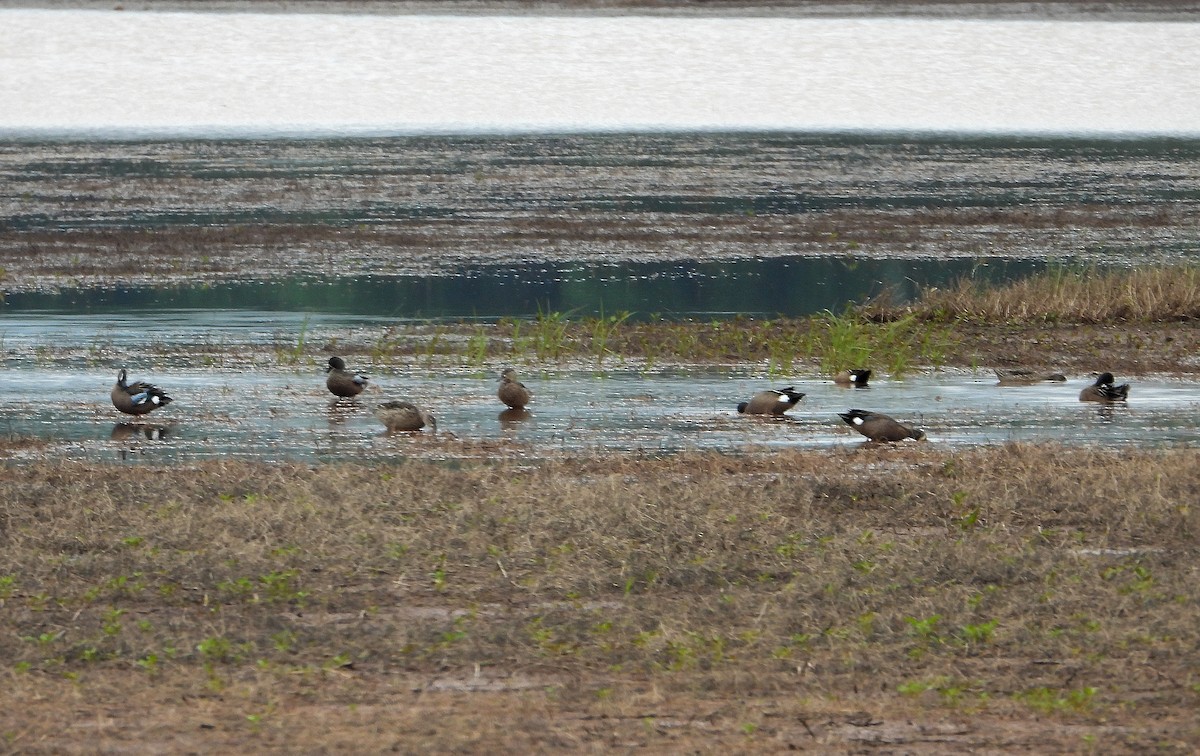 Blue-winged Teal - Jay Huner