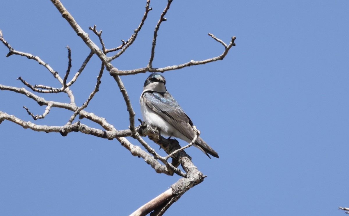 Tree Swallow - Patricia Barry