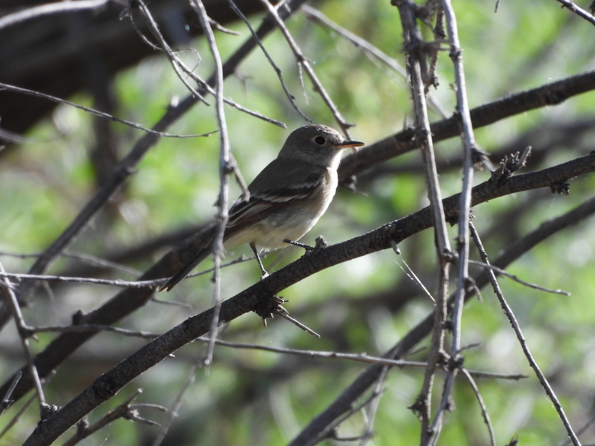 Gray Flycatcher - Carl Lundblad