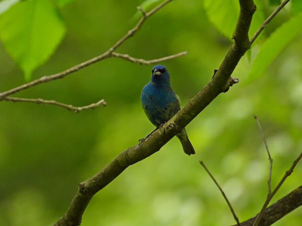 Indigo Bunting - Jason Kline