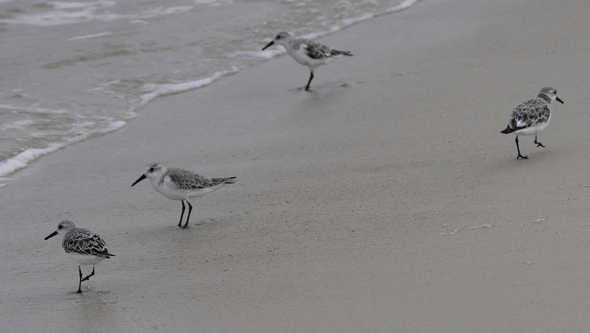 Bécasseau sanderling - ML619320192