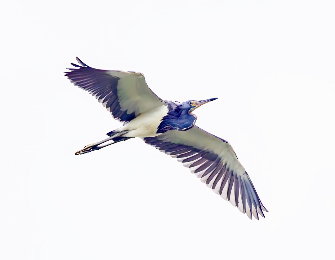 Tricolored Heron - Eric Dyck