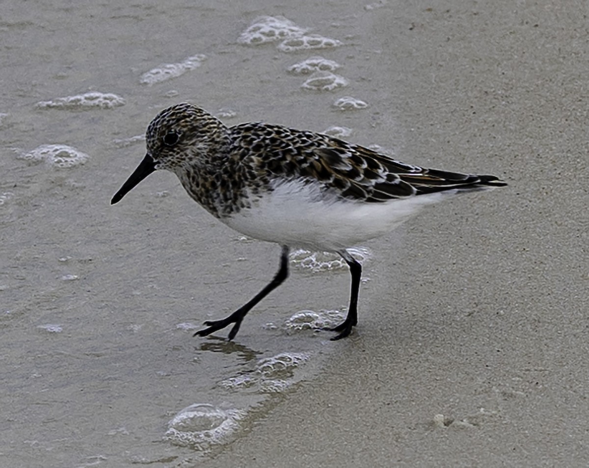 Bécasseau sanderling - ML619320203