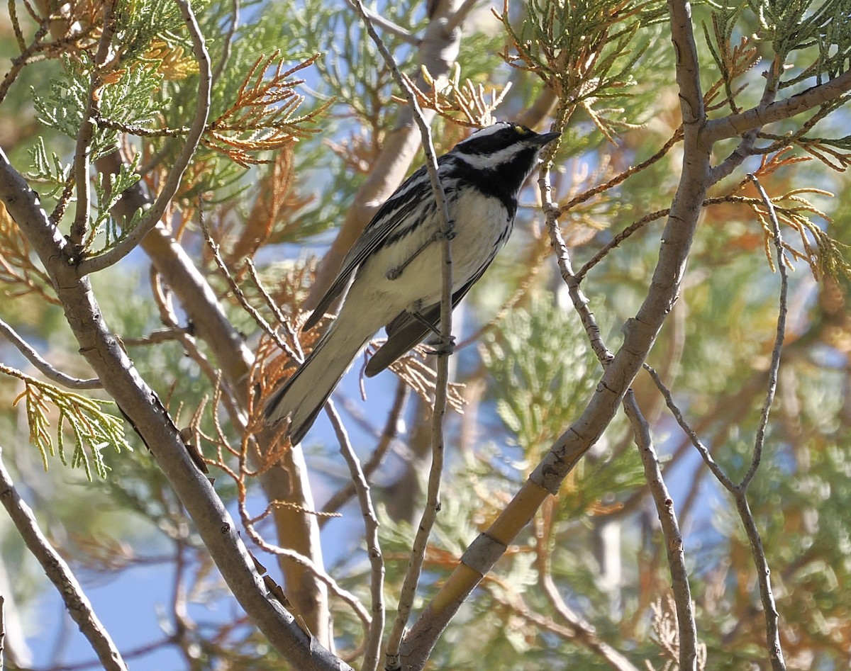 Black-throated Gray Warbler - Jeffery Sole