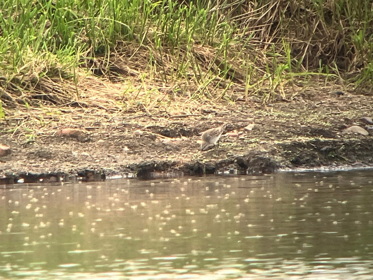 White-rumped Sandpiper - ML619320224