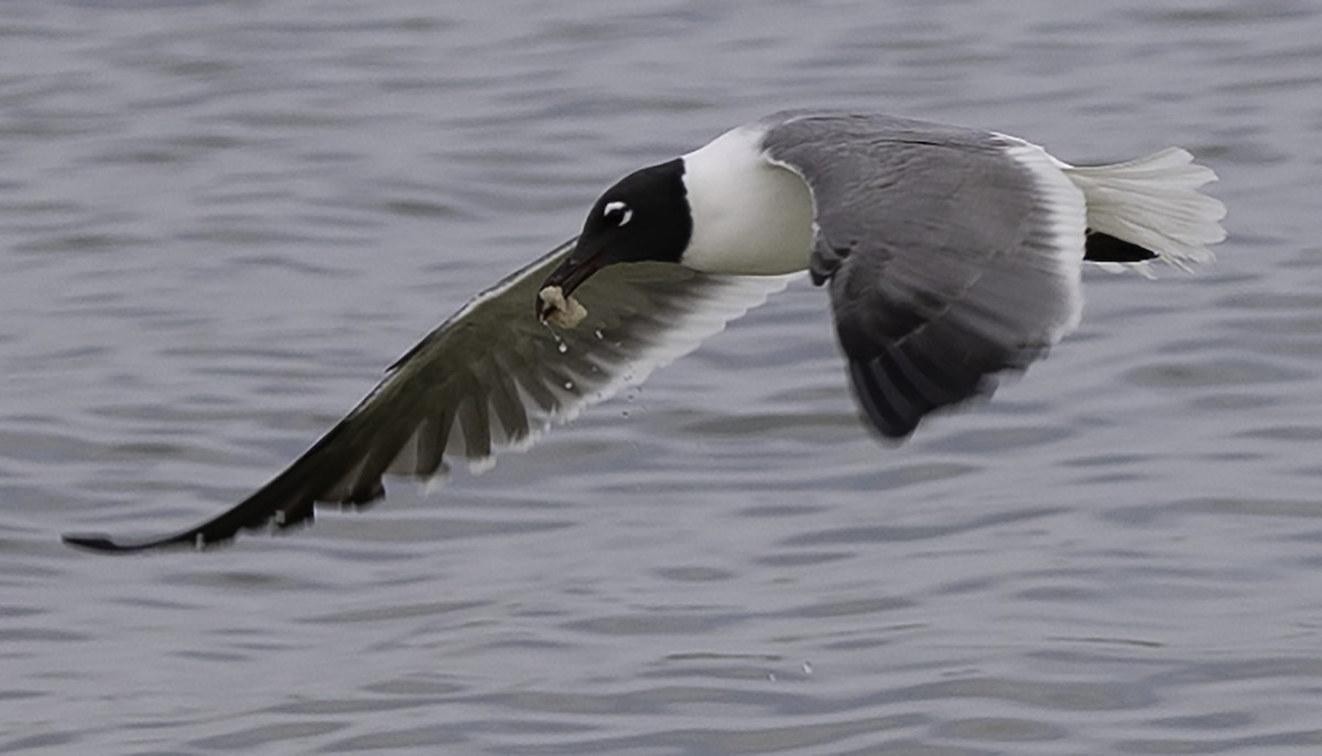 Laughing Gull - David Muth