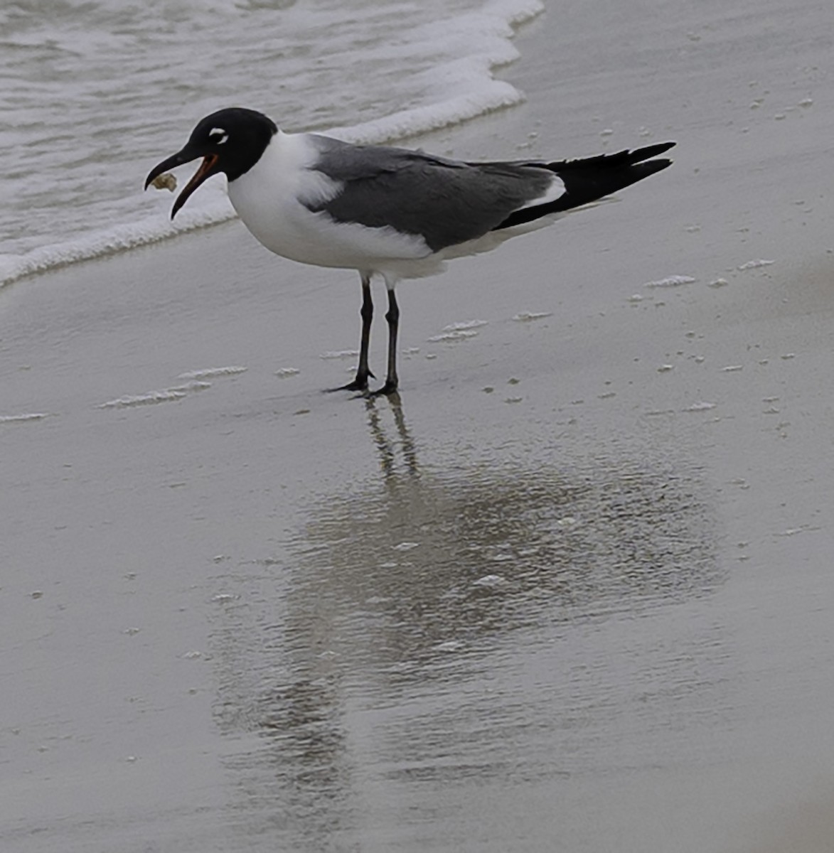 Laughing Gull - David Muth