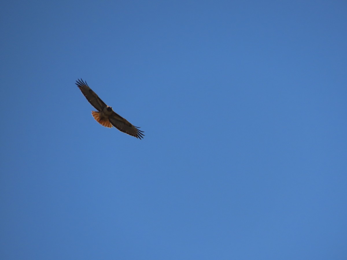 Red-tailed Hawk - Martha Pallin