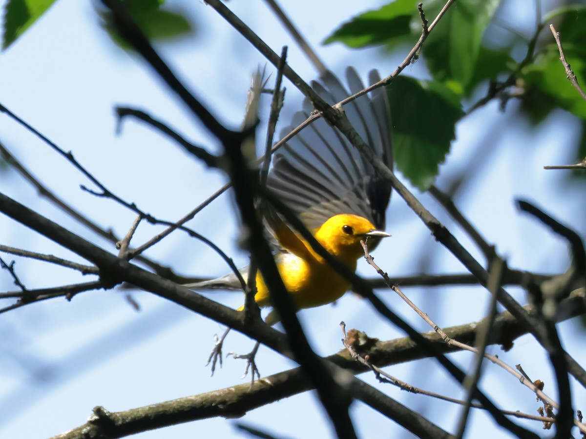 Prothonotary Warbler - Charlie Arp
