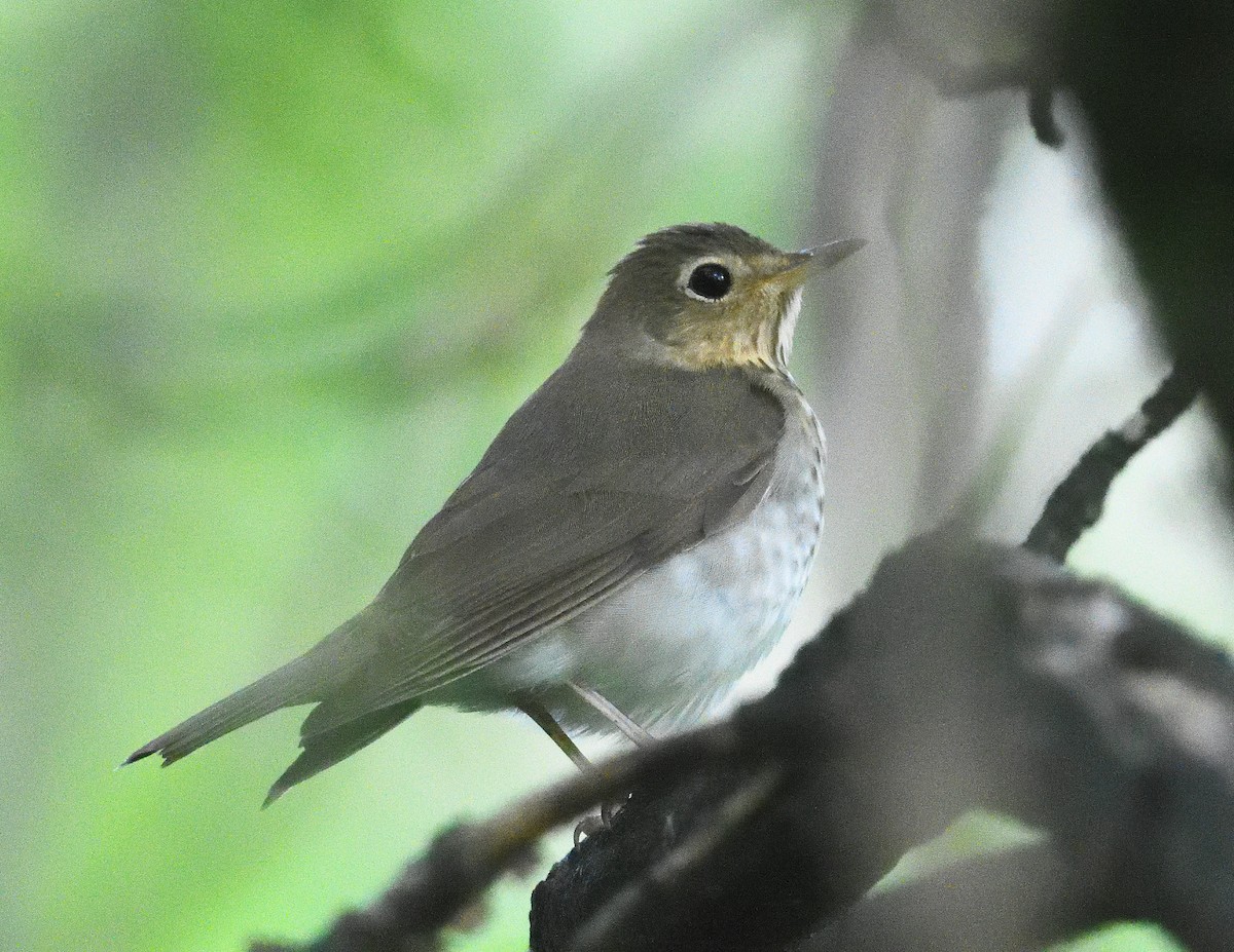 Swainson's Thrush - Margaret Hough