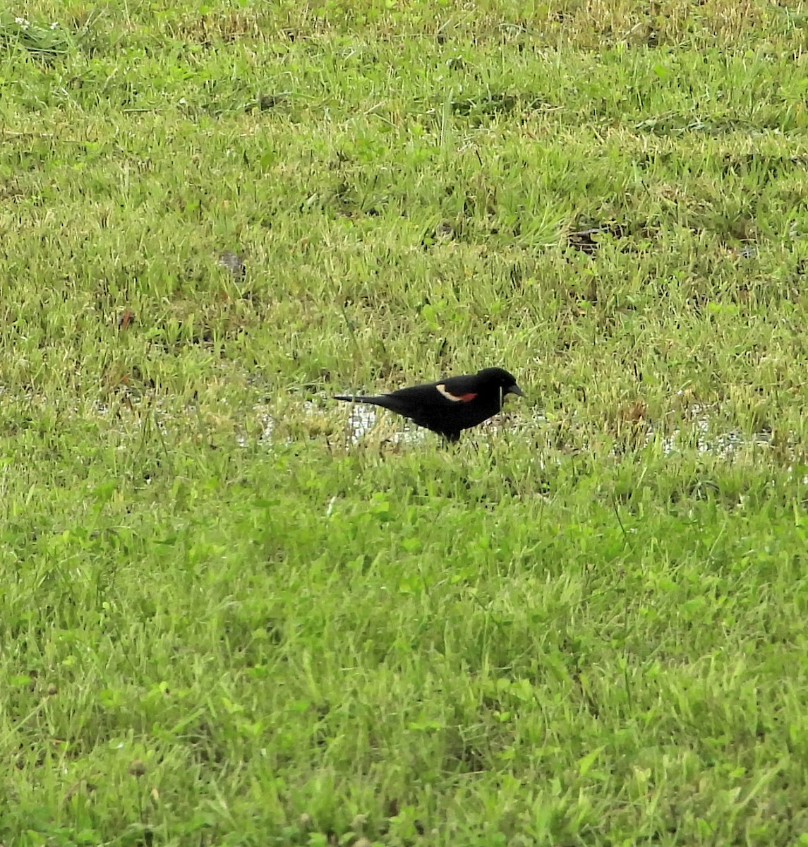 Red-winged Blackbird - Jay Huner