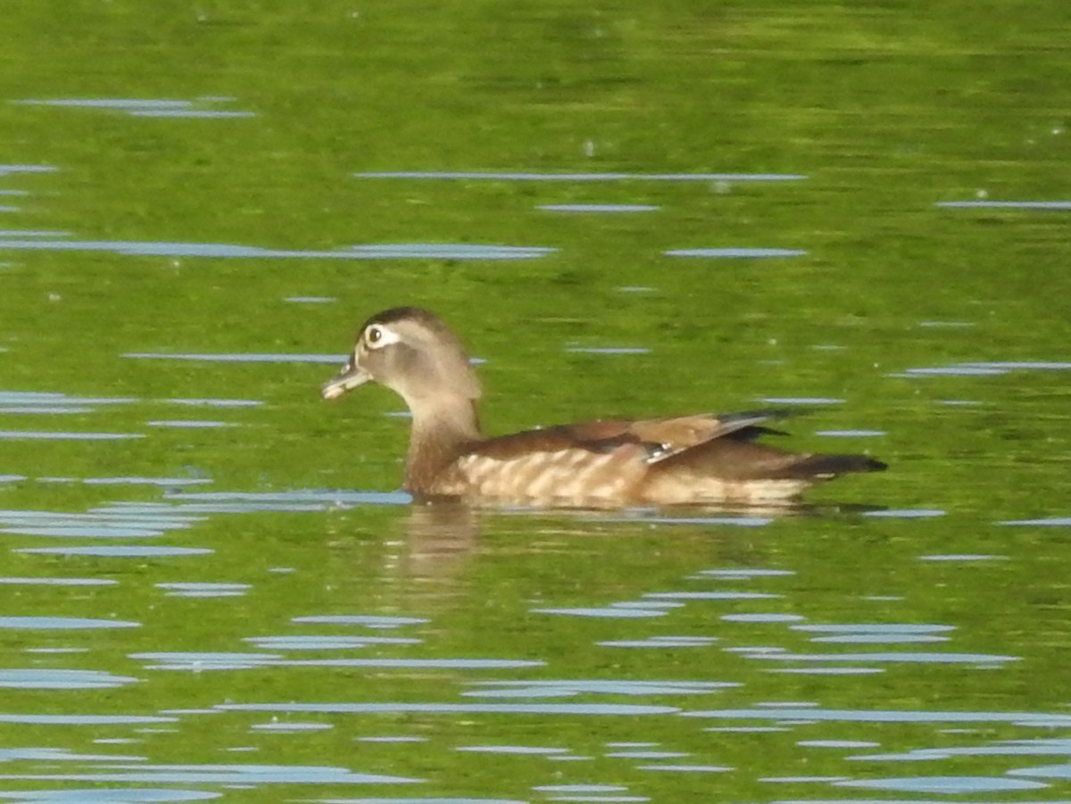 Wood Duck - Ed Escalante