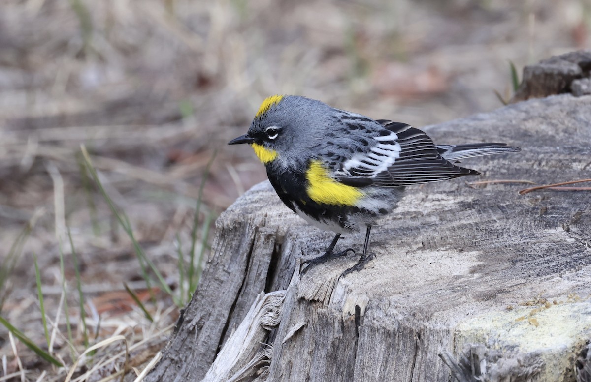 Yellow-rumped Warbler - Patricia Barry