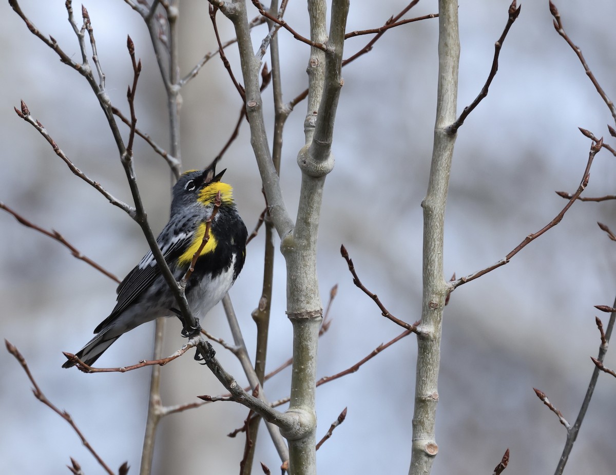 Yellow-rumped Warbler - Patricia Barry