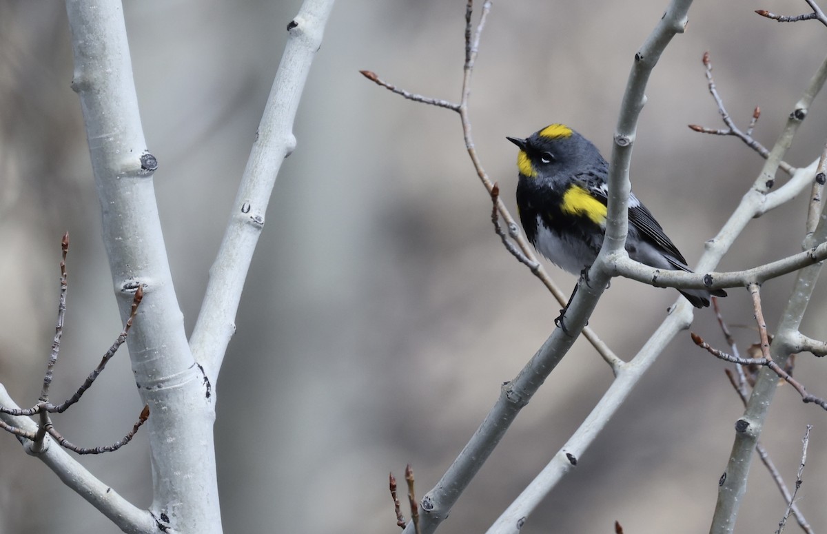 Yellow-rumped Warbler - Patricia Barry
