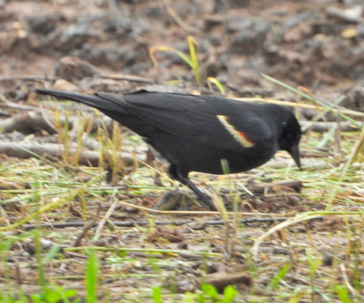 Red-winged Blackbird - Jay Huner