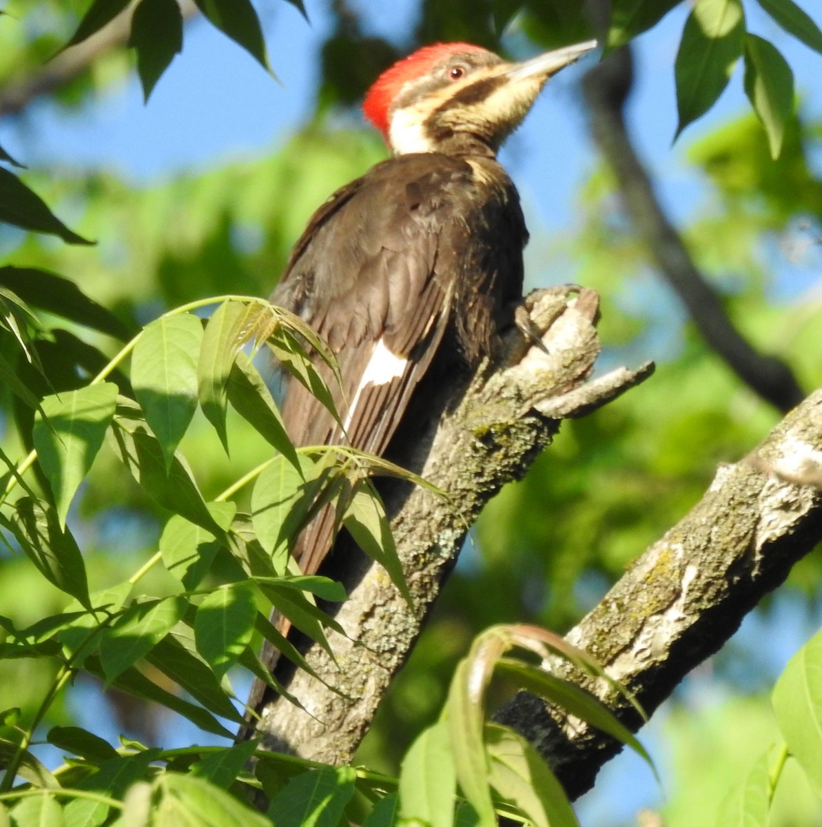 Pileated Woodpecker - Ed Escalante