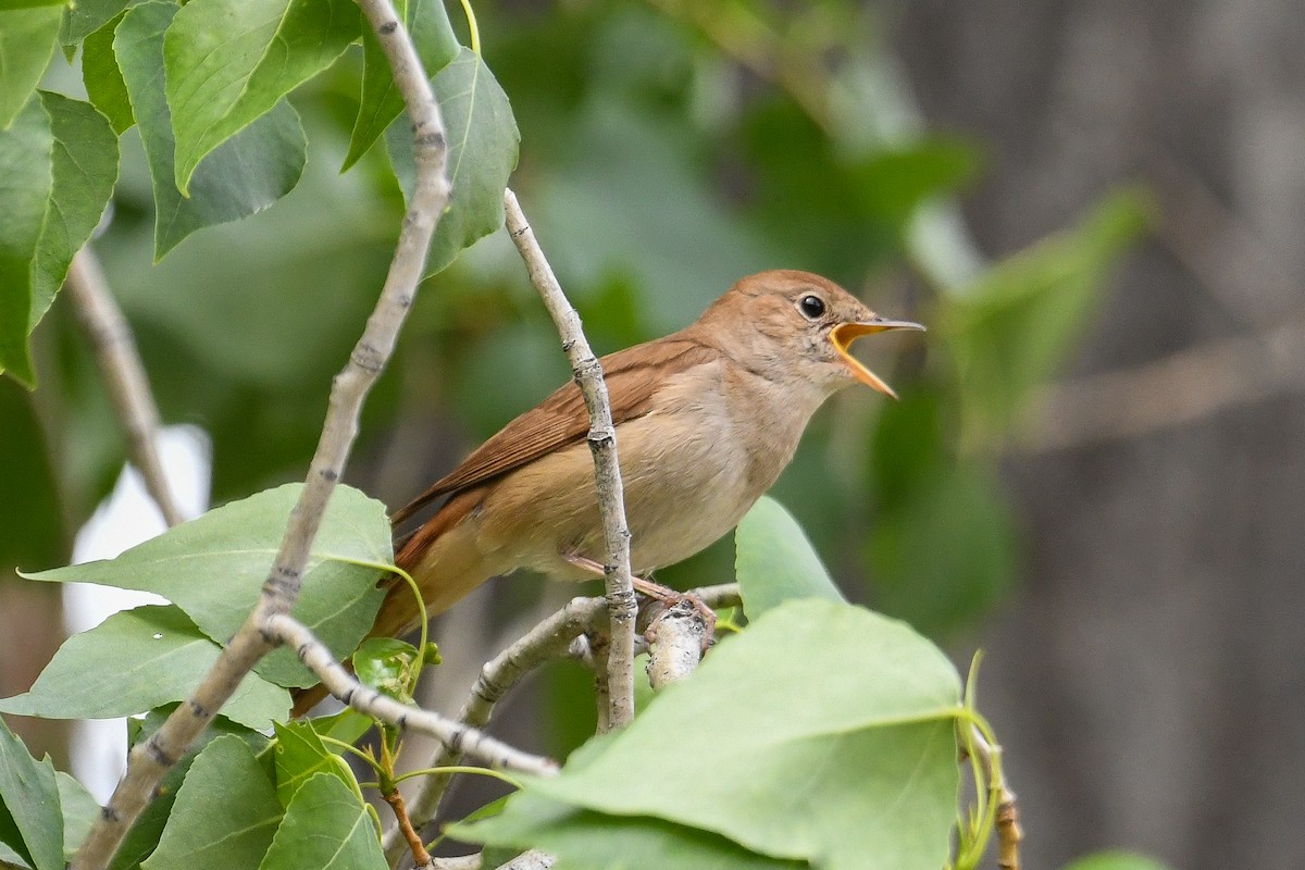 Common Nightingale - Bill Asteriades