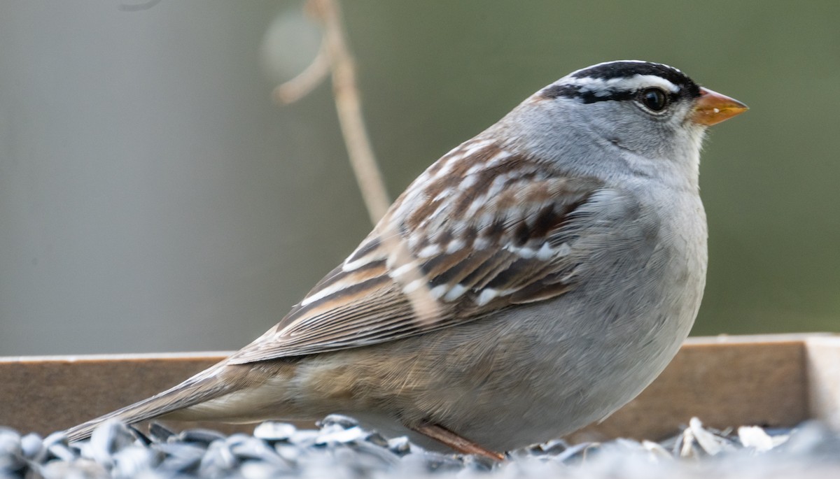 White-crowned Sparrow - ML619320318