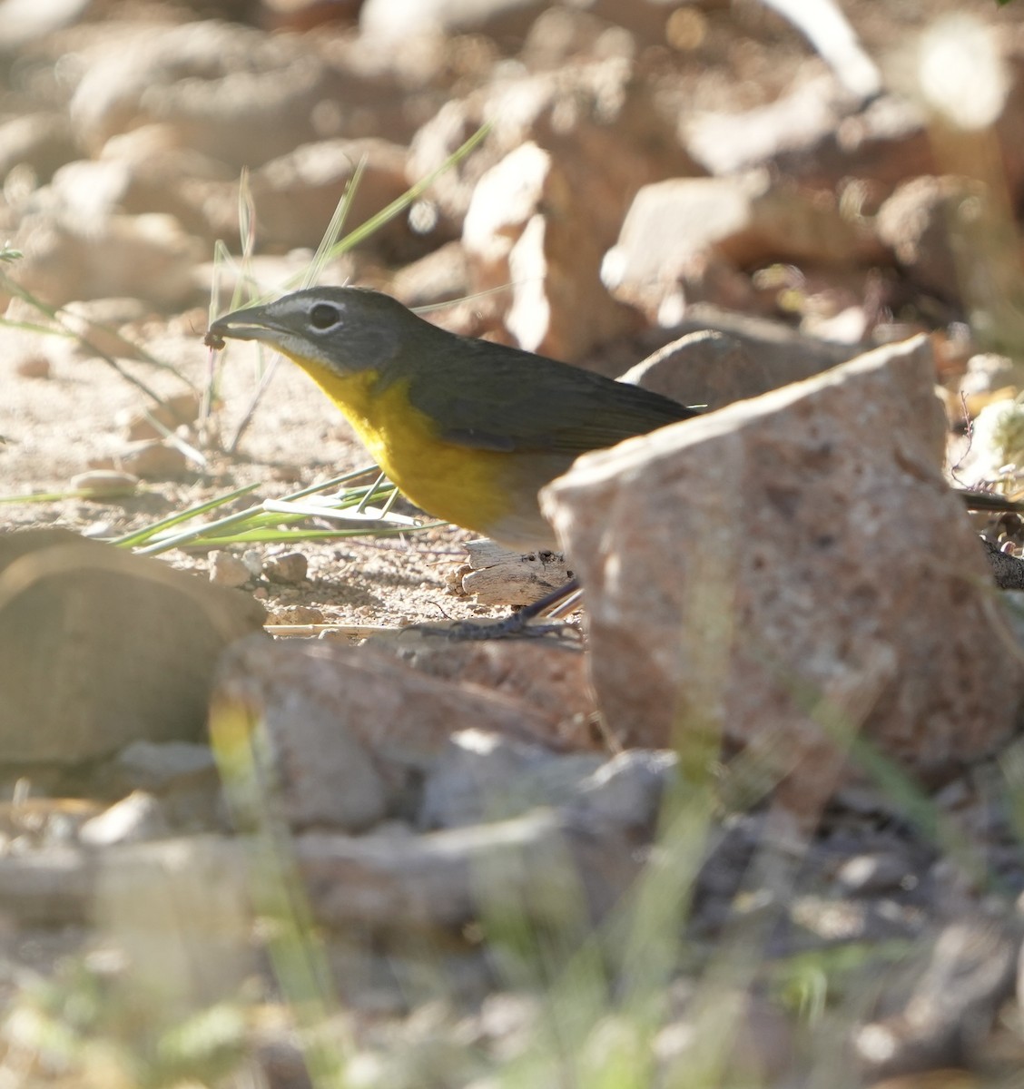 Yellow-breasted Chat - ML619320319