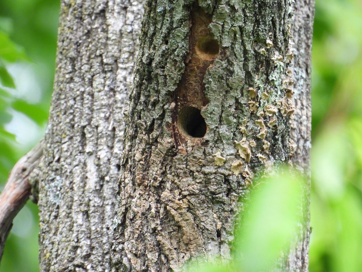 Downy Woodpecker - Jason Kline