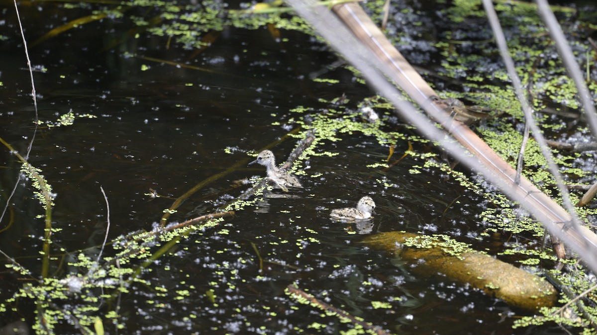 Black-necked Stilt - Katherine Pyatt