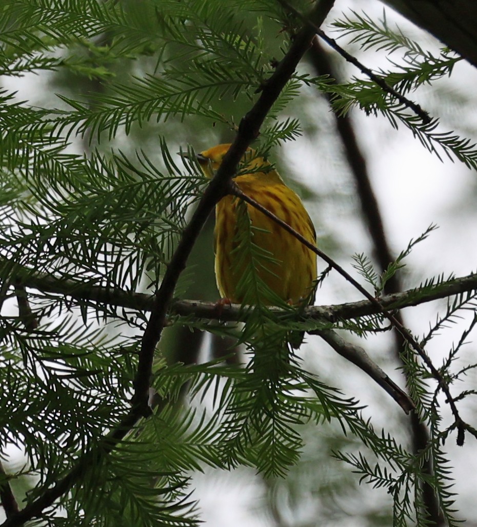 Yellow Warbler - Stuart Head