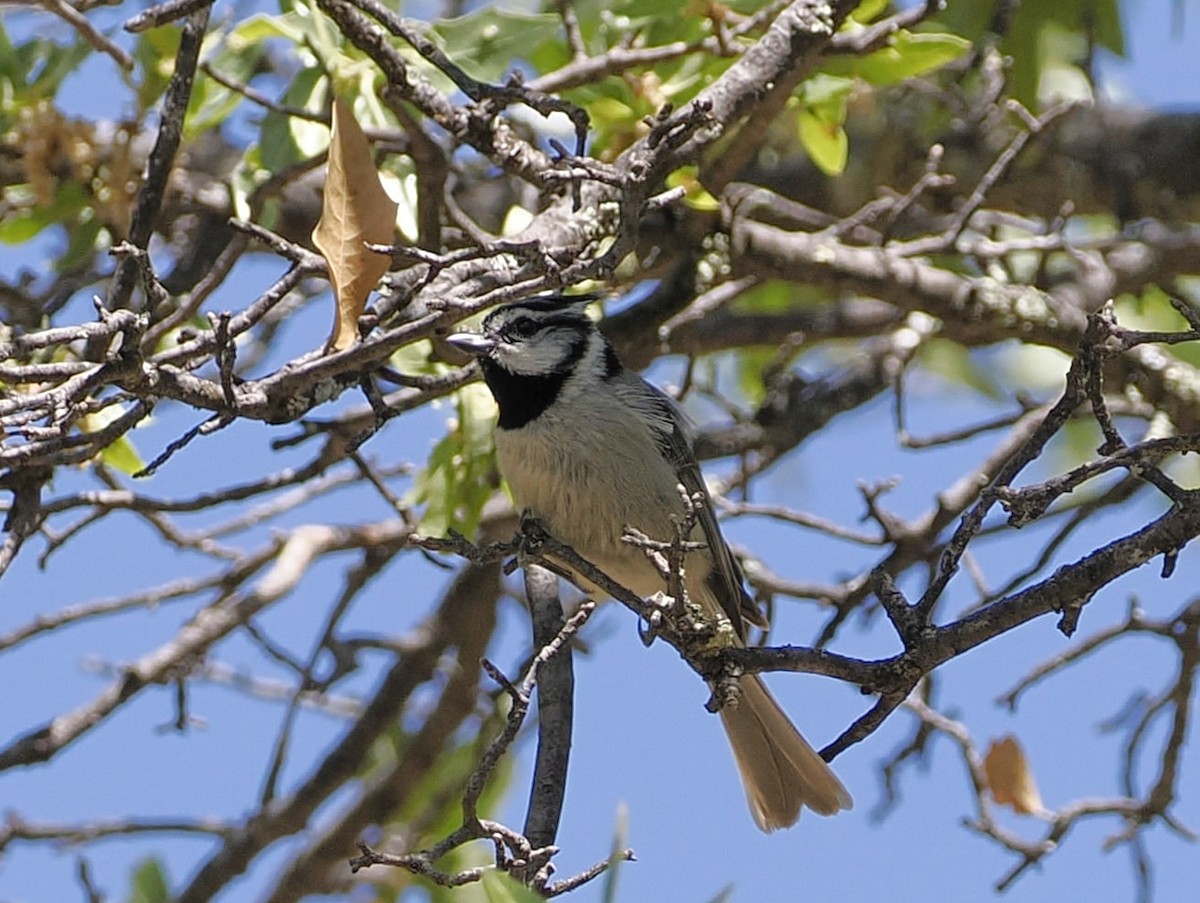 Bridled Titmouse - Jeffery Sole