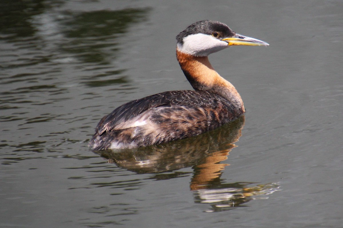 Red-necked Grebe - ML619320359