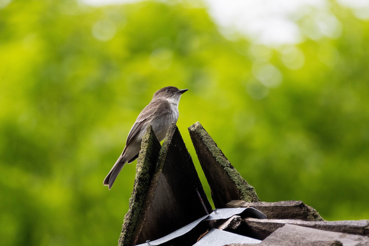 Eastern Phoebe - Yifei Ma